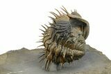 Enrolled Spiny Drotops Armatus Trilobite - Multi-Toned Shell #255441-5